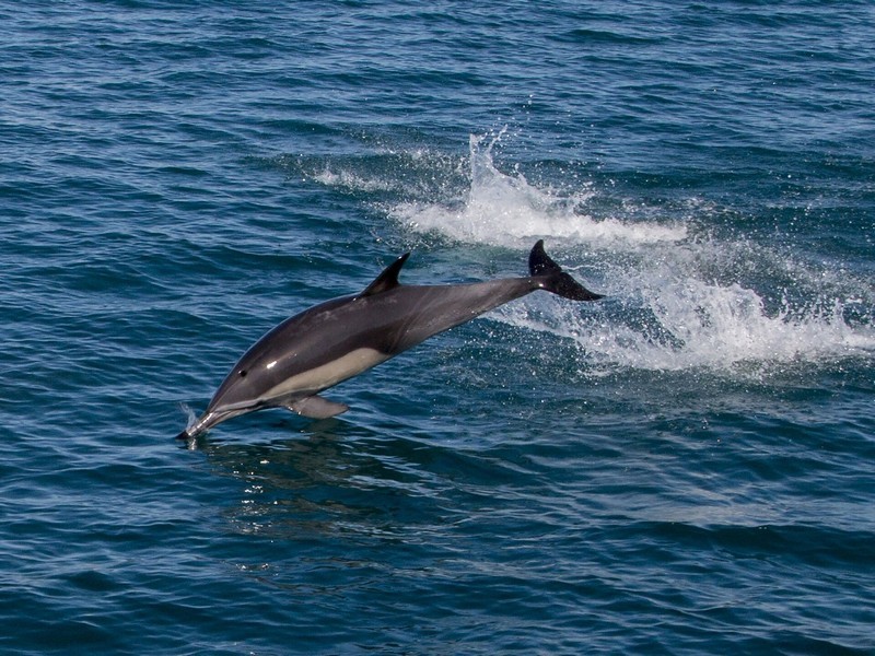 Дельфин на охоте